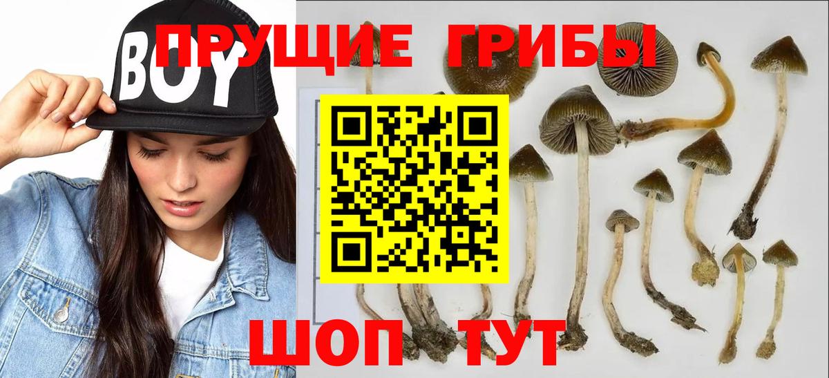 Клинцы  Галлюциногенные грибы Psilocybine cubensis  Псилоцибиновые грибы ЛСД  Вход с VPN 